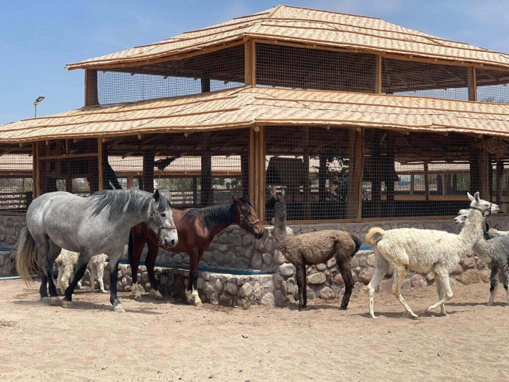 Centro ecuestre rancho kokoye 4