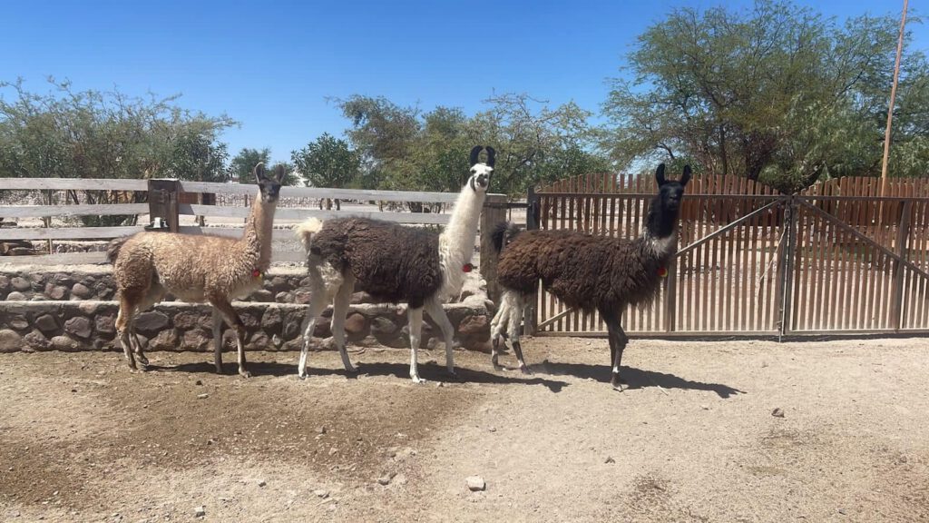foto llamas rancho kokoye campamentos escolares