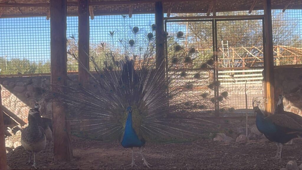 pavos reales rancho kokoye