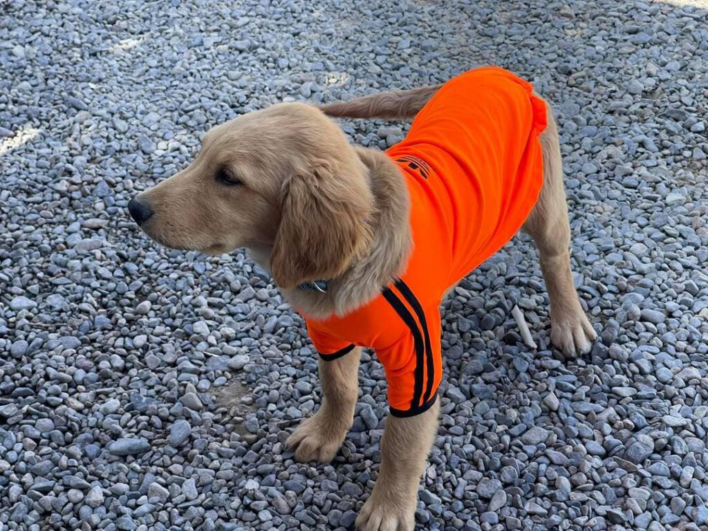 perrito mascota rancho kokoye con chaleco naranjo