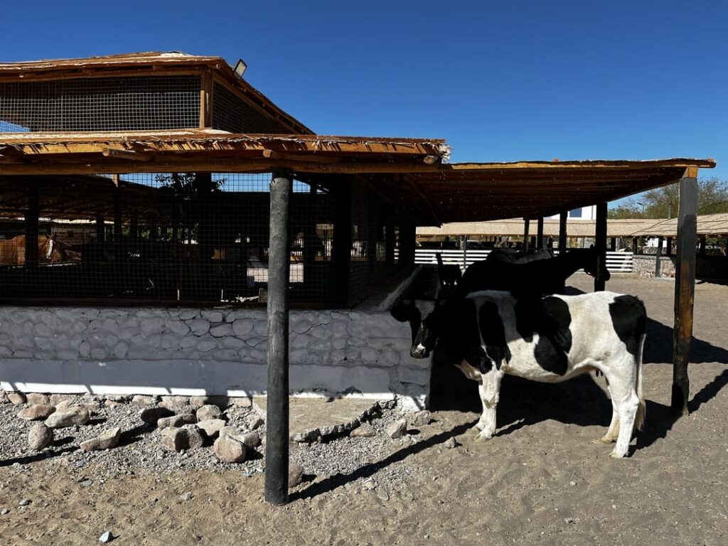 rancho kokoye experiencia vacas
