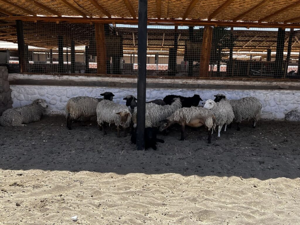 ovejas Rancho Kokoye rancho de caballos, arriendo de espacios, eventos, retiros escolares, retiros de empresa, fiesta de fin de año, matrimonios, celebraciones, piscina, animales de granja