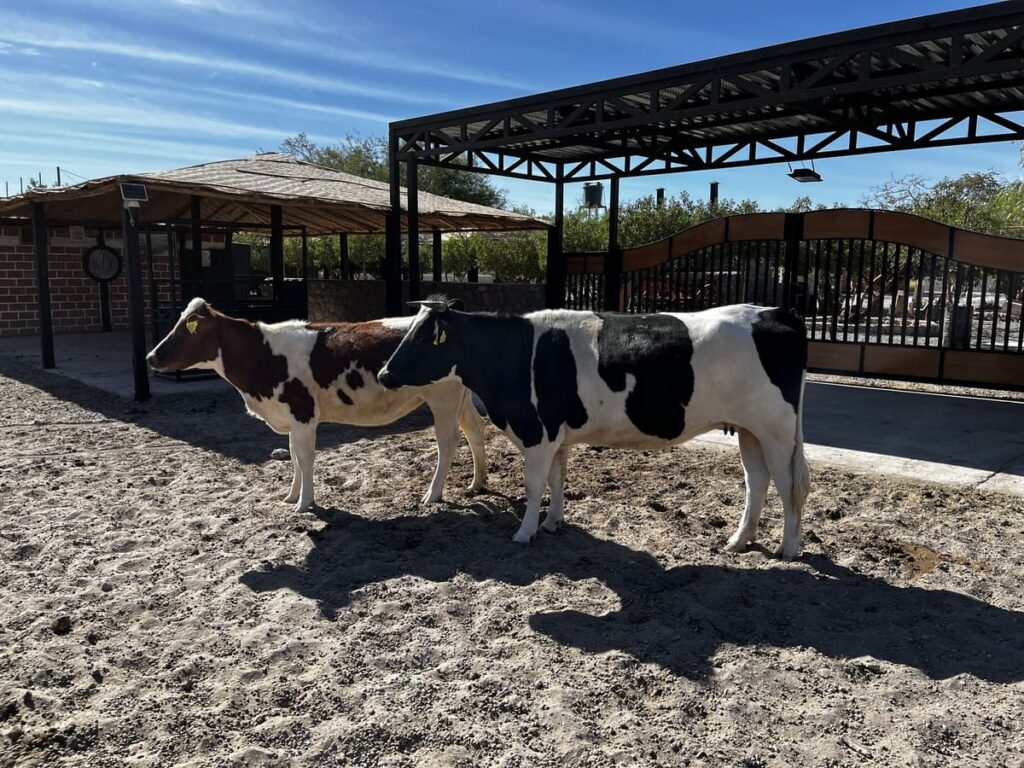 vacas Rancho Kokoye rancho de caballos, arriendo de espacios, eventos, retiros escolares, retiros de empresa, fiesta de fin de año, matrimonios, celebraciones, piscina, animales de granja